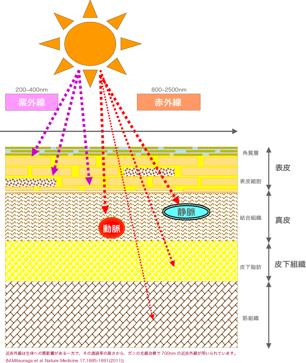 紫外線と赤外線